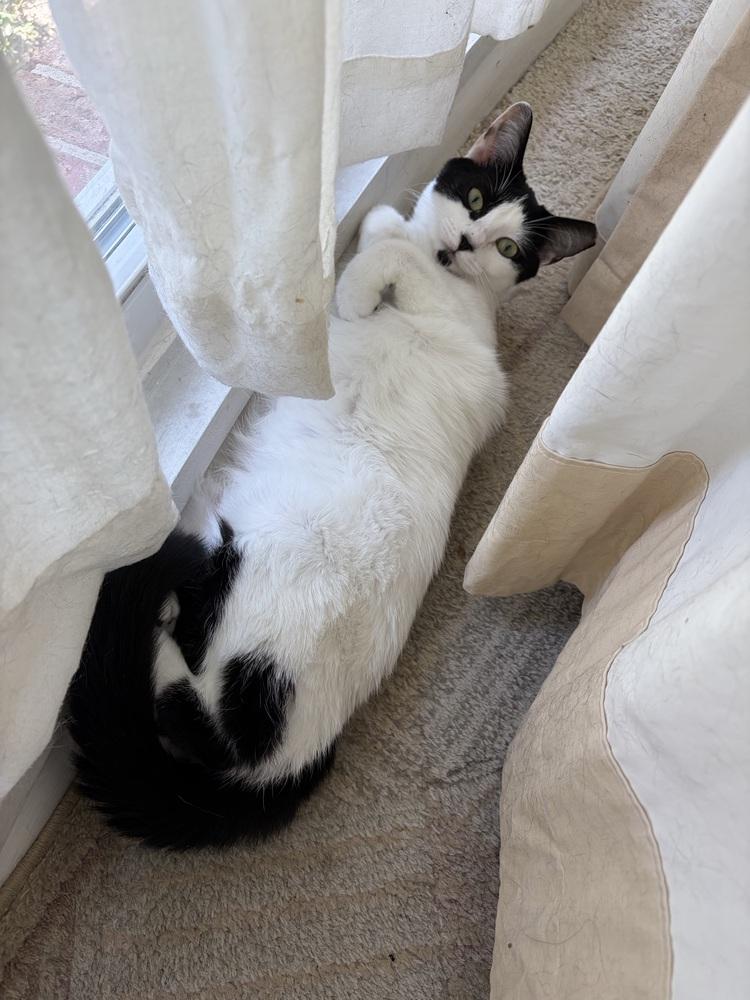 Enlarge Gwennie, a Adoptable Domestic Short Hair in Saint Augustine, FL image 2/5