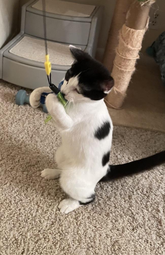 Enlarge Gwennie, a Adoptable Domestic Short Hair in Saint Augustine, FL image 3/5