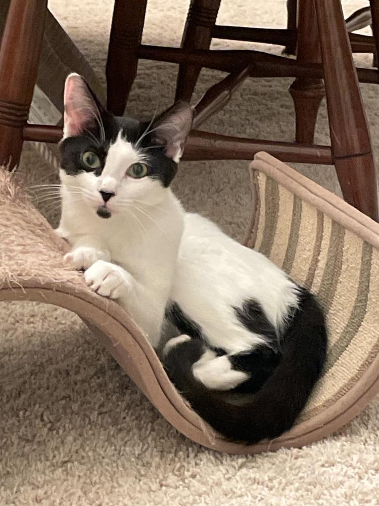Enlarge Gwennie, a Adoptable Domestic Short Hair in Saint Augustine, FL image 4/5