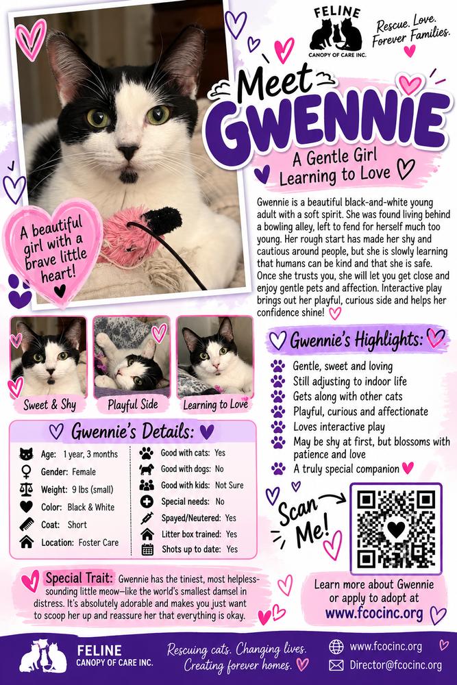 Enlarge Gwennie, a Adoptable Domestic Short Hair in Saint Augustine, FL image 5/6