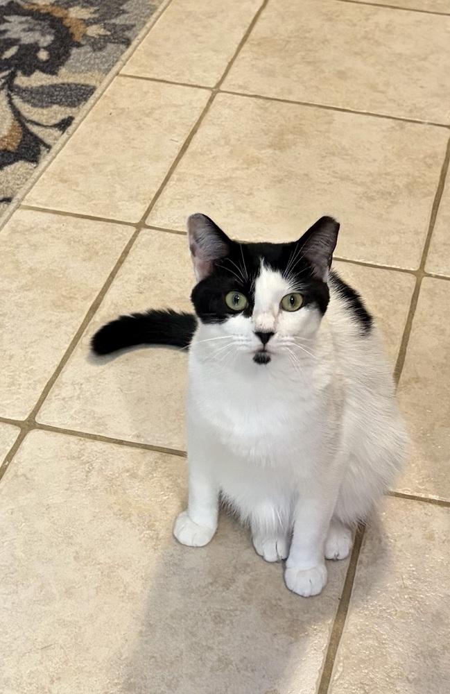 Enlarge Gwennie, a Adoptable Domestic Short Hair in Saint Augustine, FL image 5/5