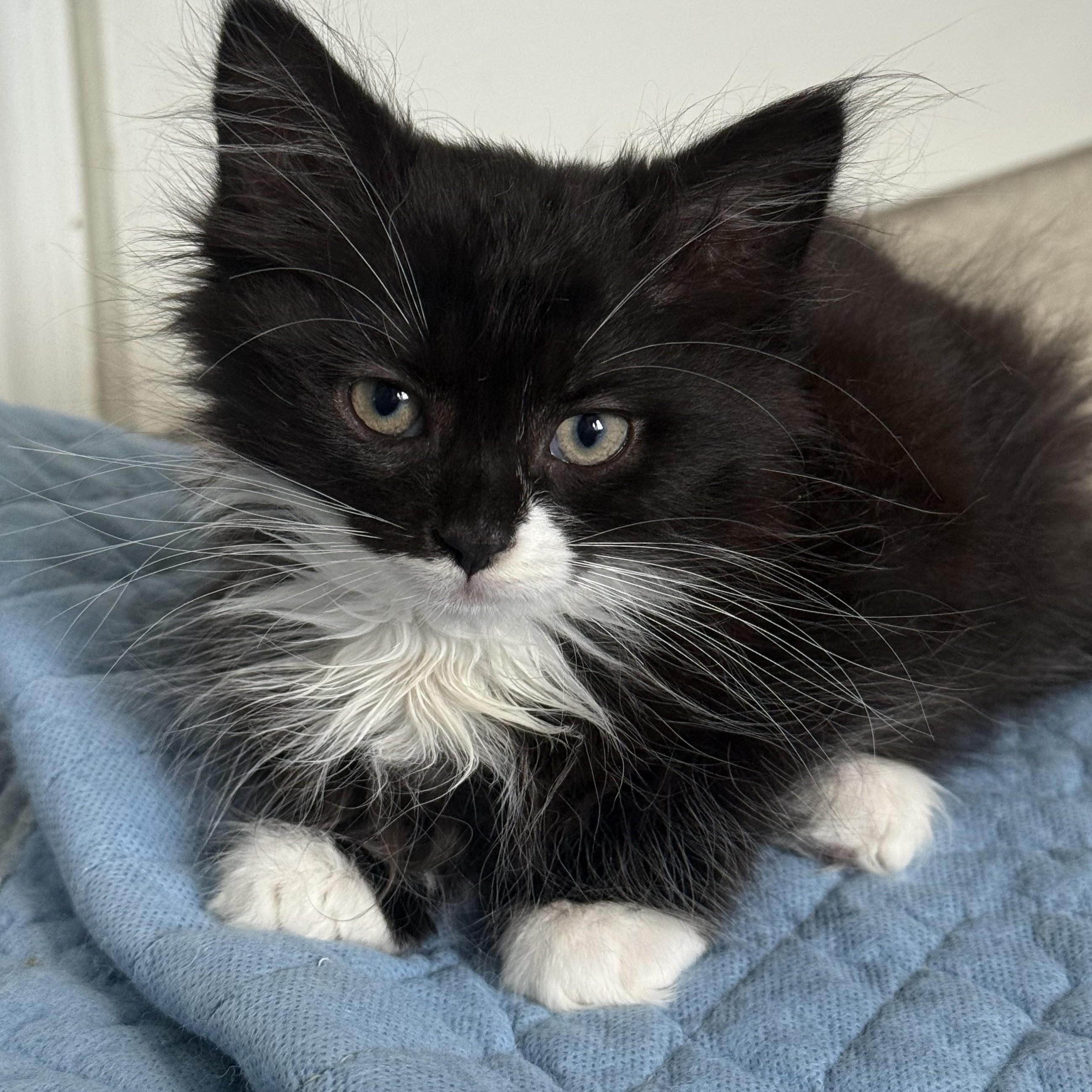 Enlarge Virginia, an adopted mixed breed in Germansville, PA image 1/2
