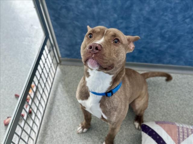 Enlarge SAMMY, a Adoptable mixed breed in Loveland, CO image 1/1