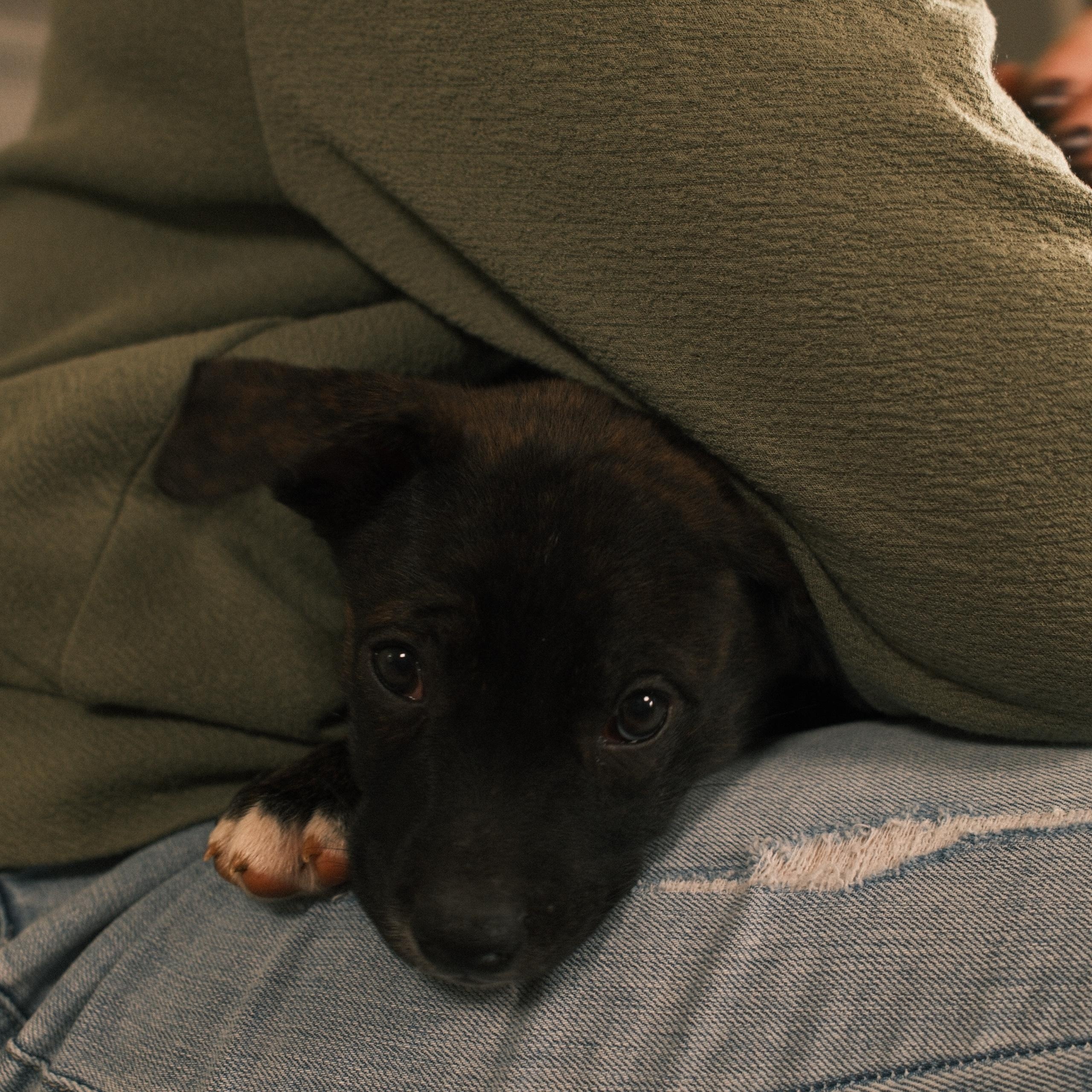 Bosa - Pending Adoption, a ADOPTABLE mixed breed in Franklin, TN image 4/6