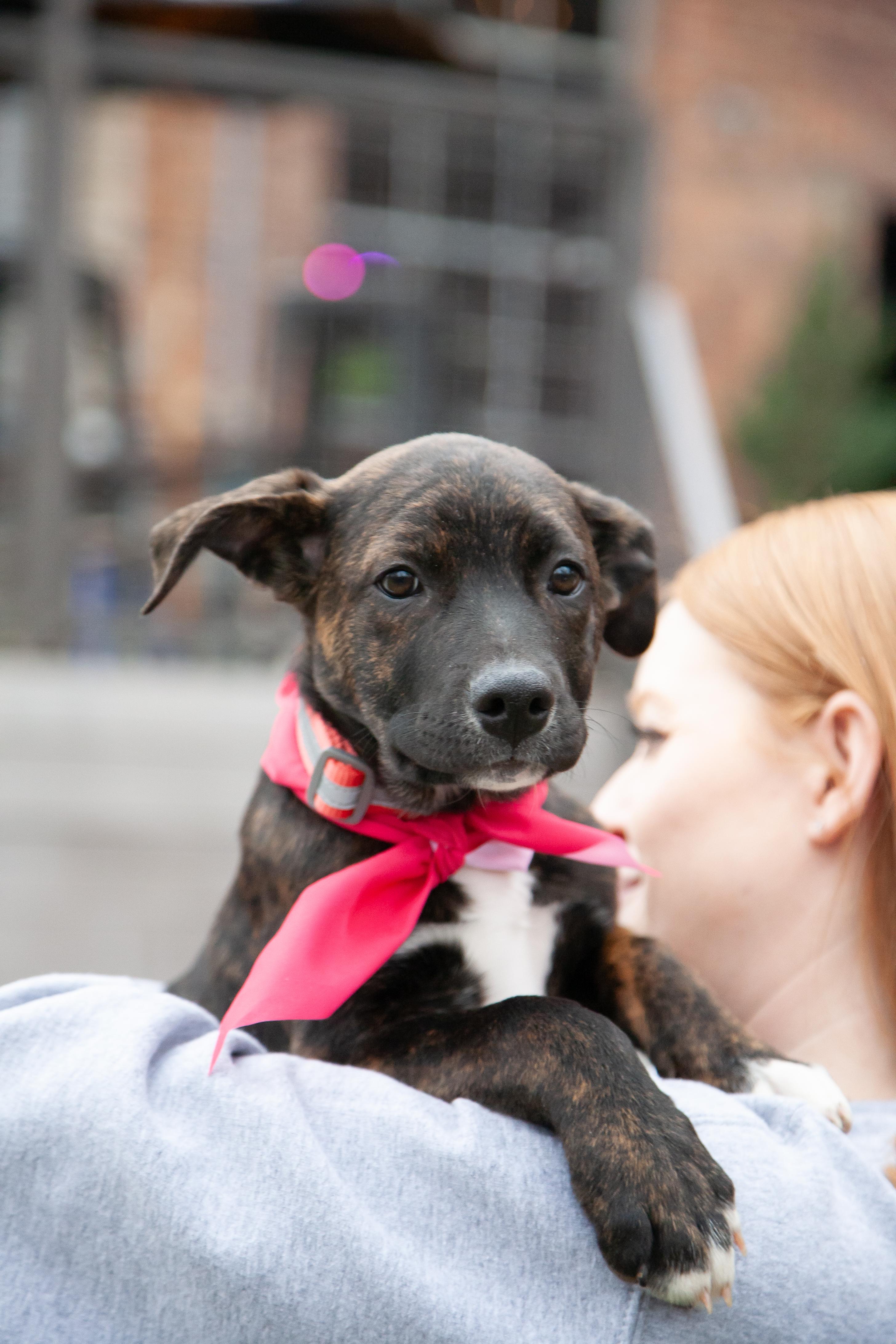 Bosa - Pending Adoption, a ADOPTABLE mixed breed in Franklin, TN image 2/6