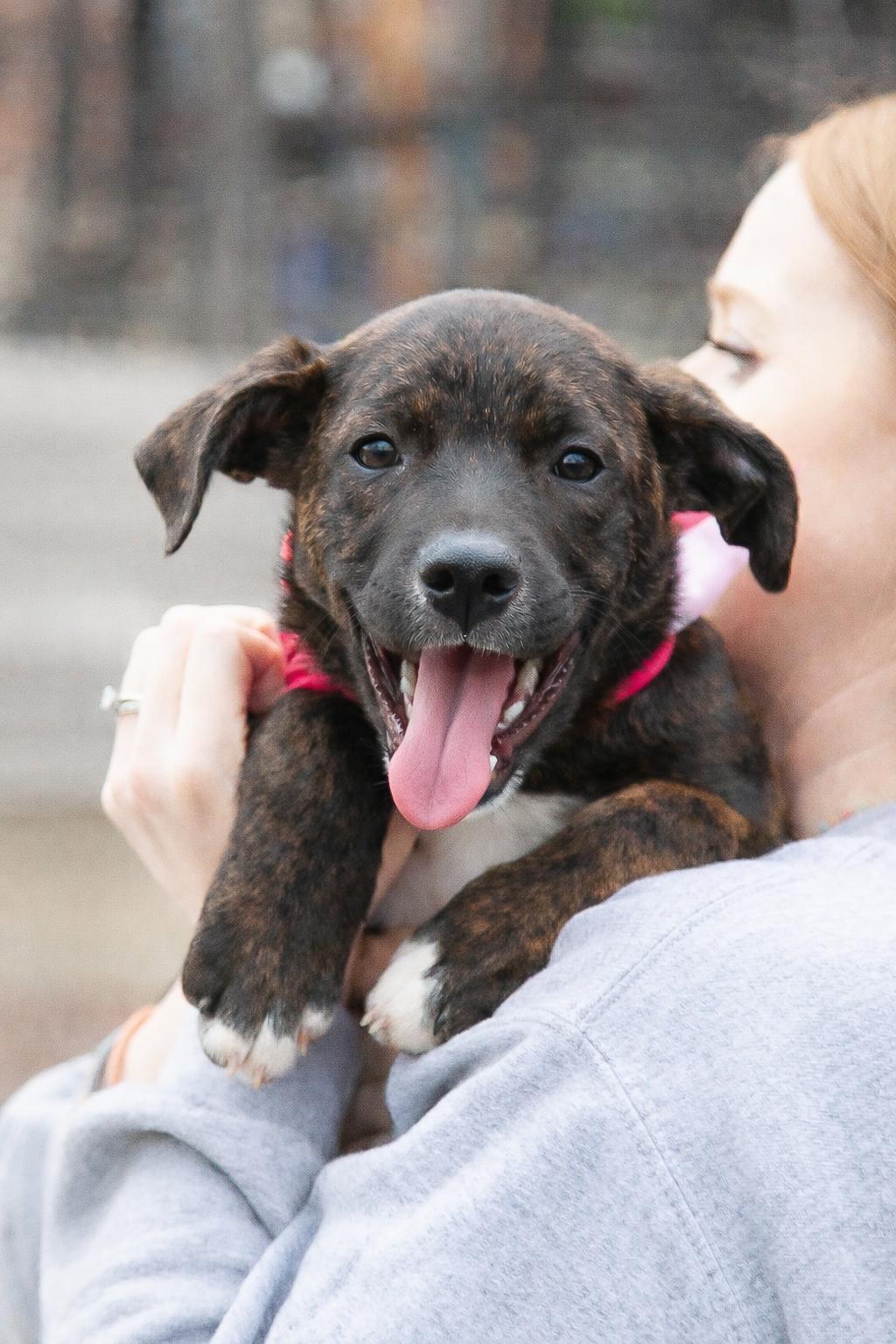 Bosa - Pending Adoption, ADOPTABLE, Puppy Female Border Collie.