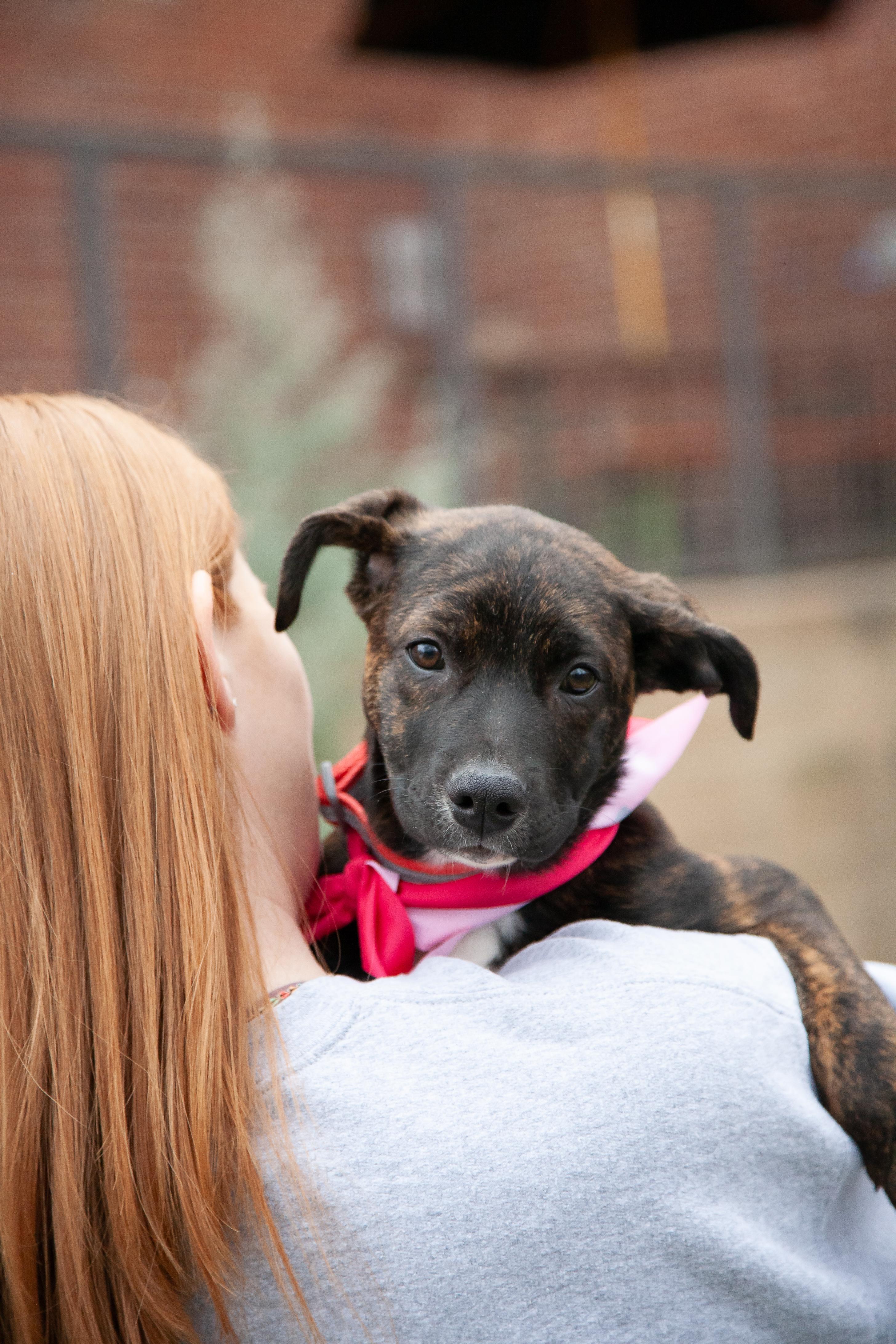 Bosa - Pending Adoption, a ADOPTABLE mixed breed in Franklin, TN image 3/6