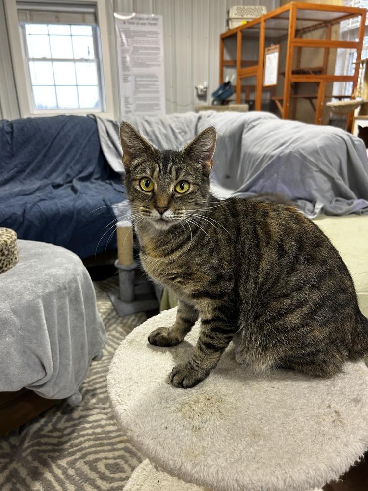 Stella (Deja Vu Crew 2024 #2), Adoptable, Adult Female Domestic Short Hair.