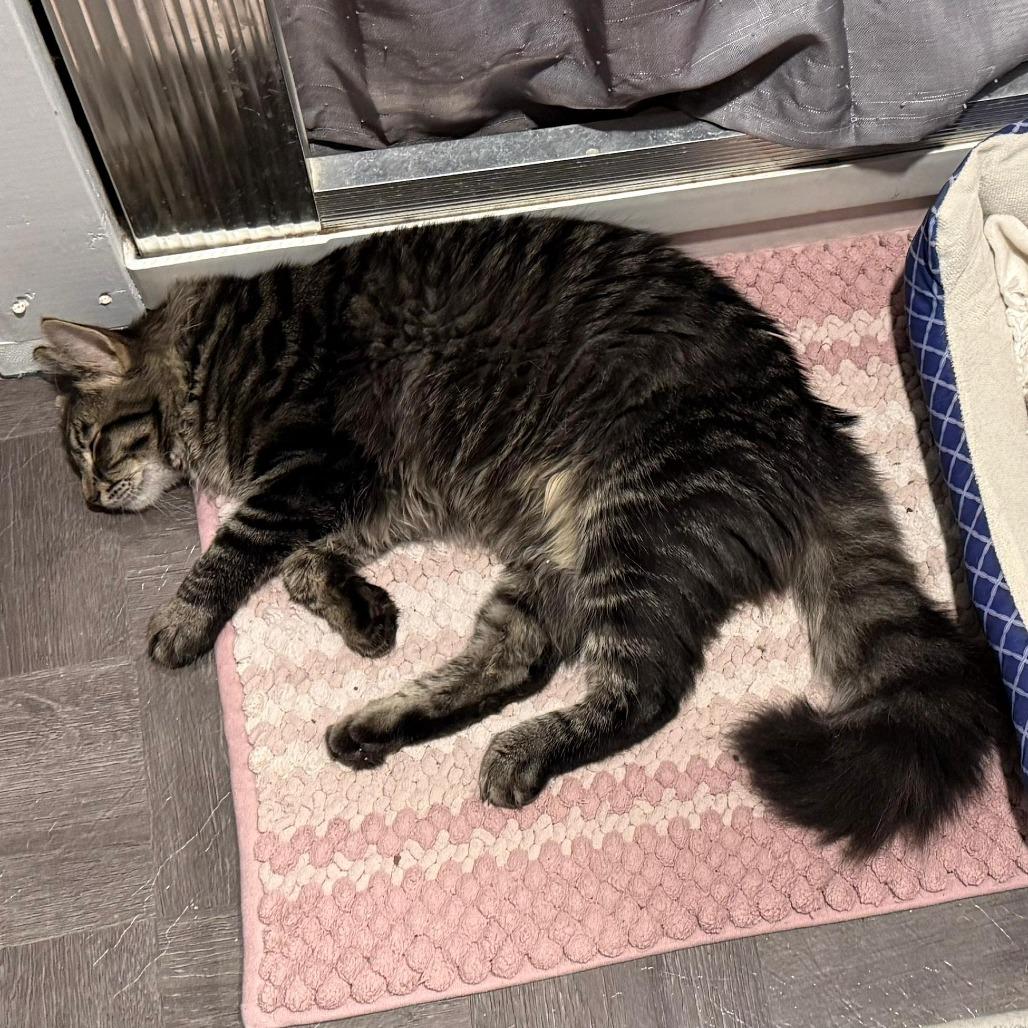 Miny, Adoptable, Young Male Domestic Long Hair.