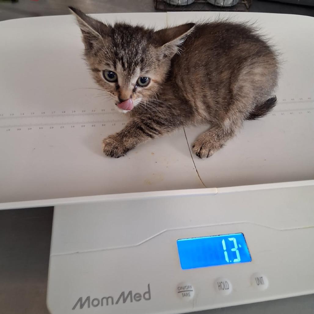 Cindy Birdsong, Adoptable, Kitten Female American Shorthair.