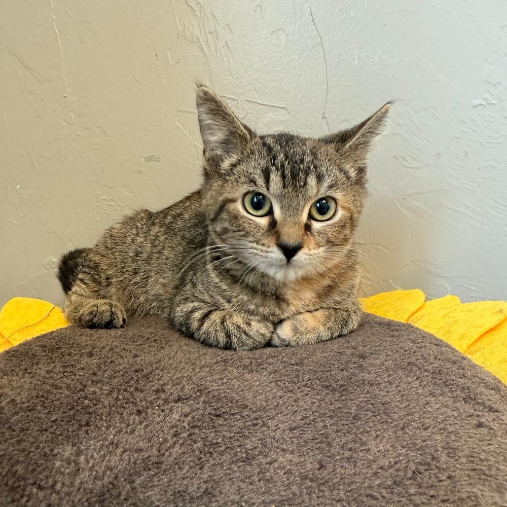 Enlarge Cindy Birdsong, a Adoptable American Shorthair in Ponca City, OK image 2/6