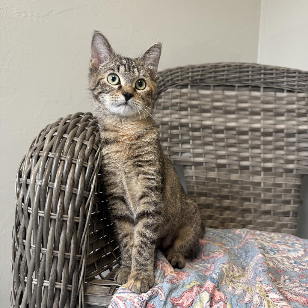Enlarge Cindy Birdsong, a Adoptable American Shorthair in Ponca City, OK image 3/6