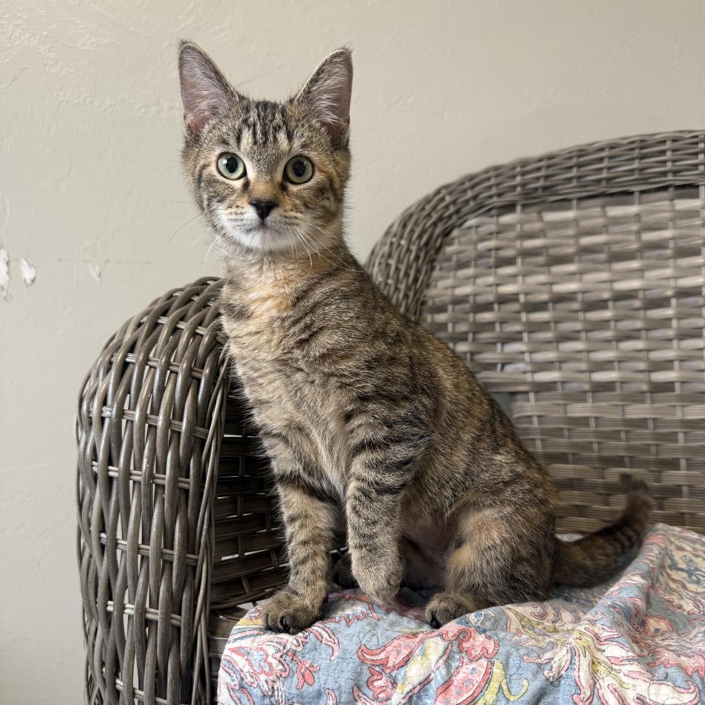 Enlarge Cindy Birdsong, a Adoptable American Shorthair in Ponca City, OK image 4/6