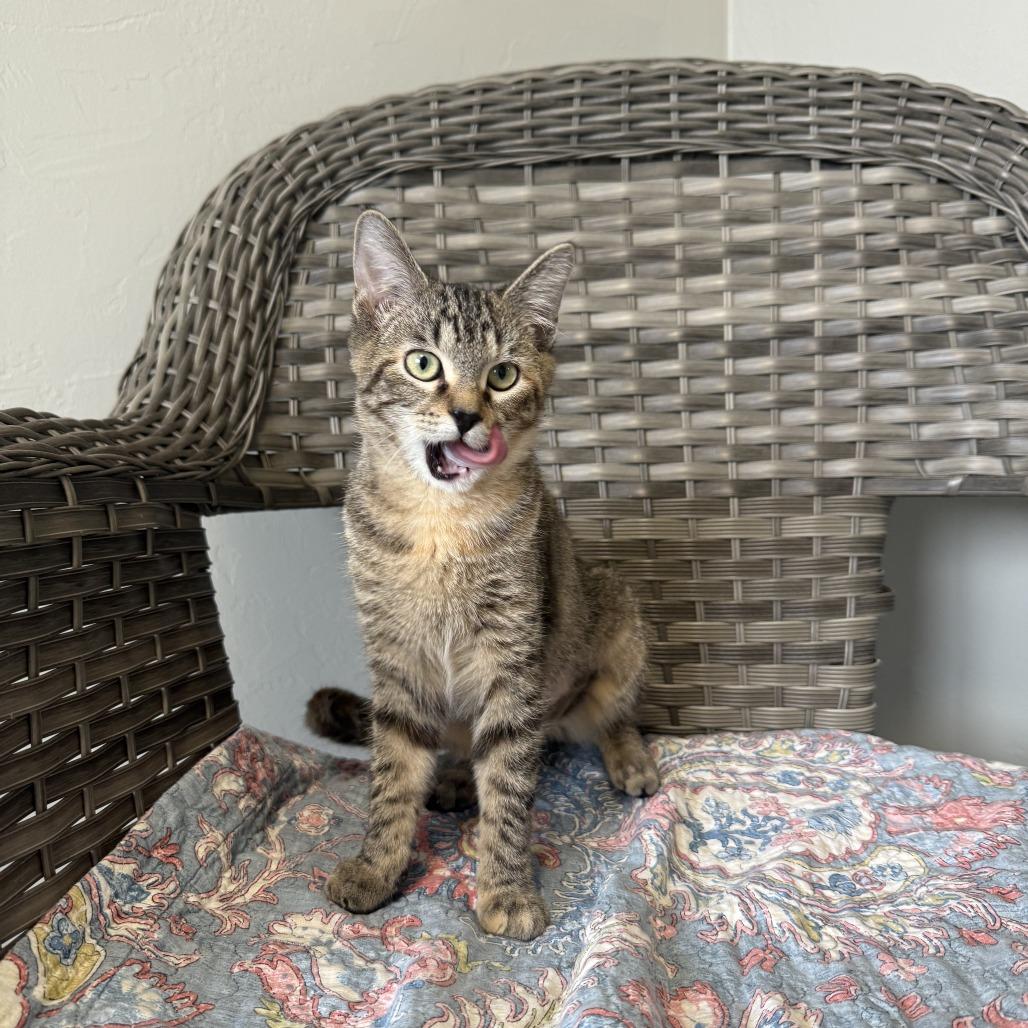 Enlarge Cindy Birdsong, a Adoptable American Shorthair in Ponca City, OK image 5/6