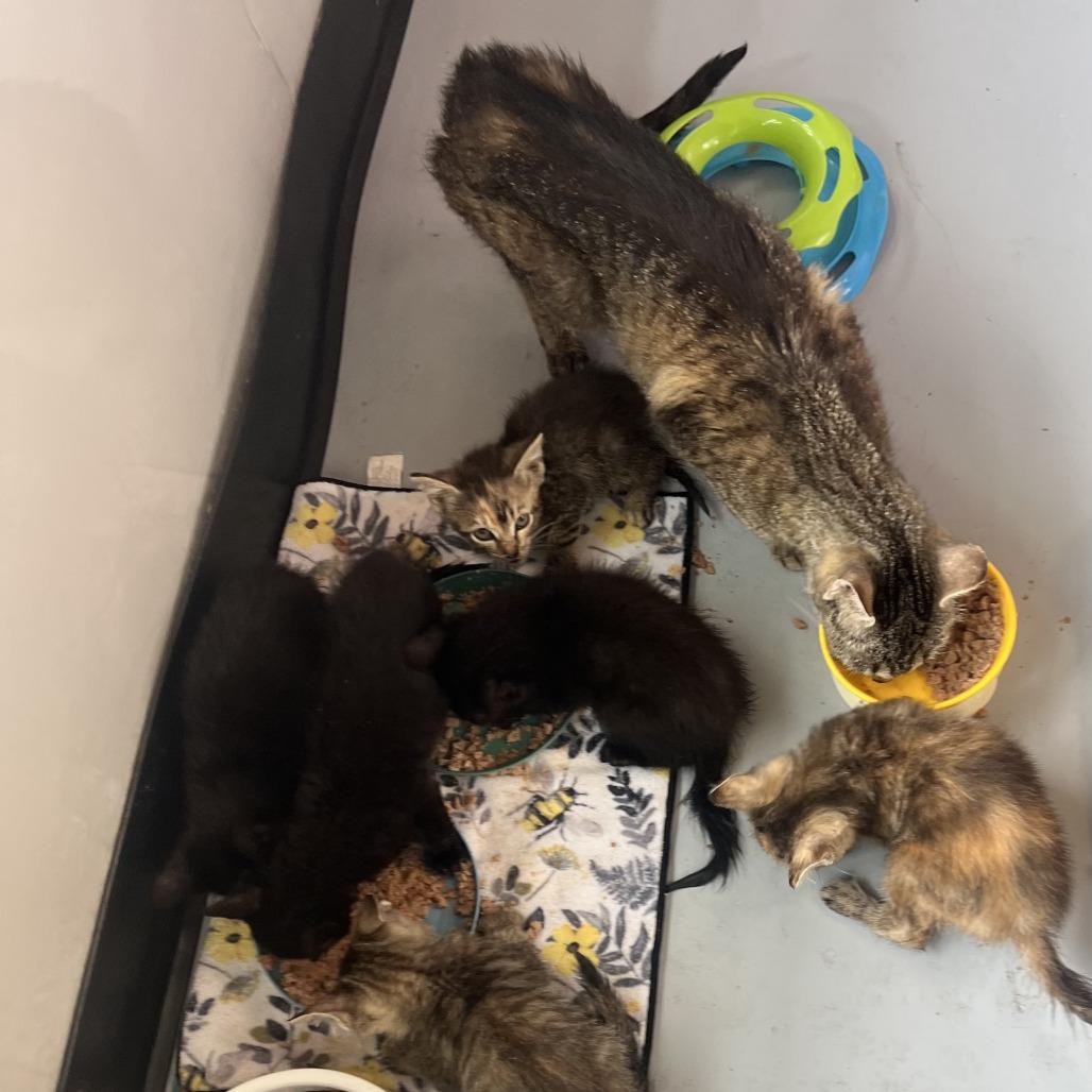 Enlarge Cindy Birdsong, a Adoptable American Shorthair in Ponca City, OK image 6/6