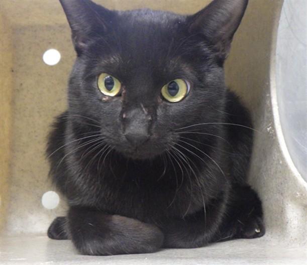 TWITTER, Adoptable, Young Male Domestic Short Hair.
