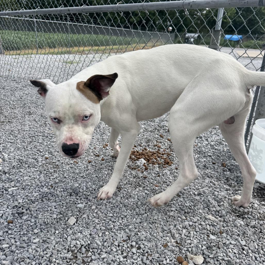 Wookie (Ty), Adoptable, Young Male Pit Bull Terrier & Mixed Breed.