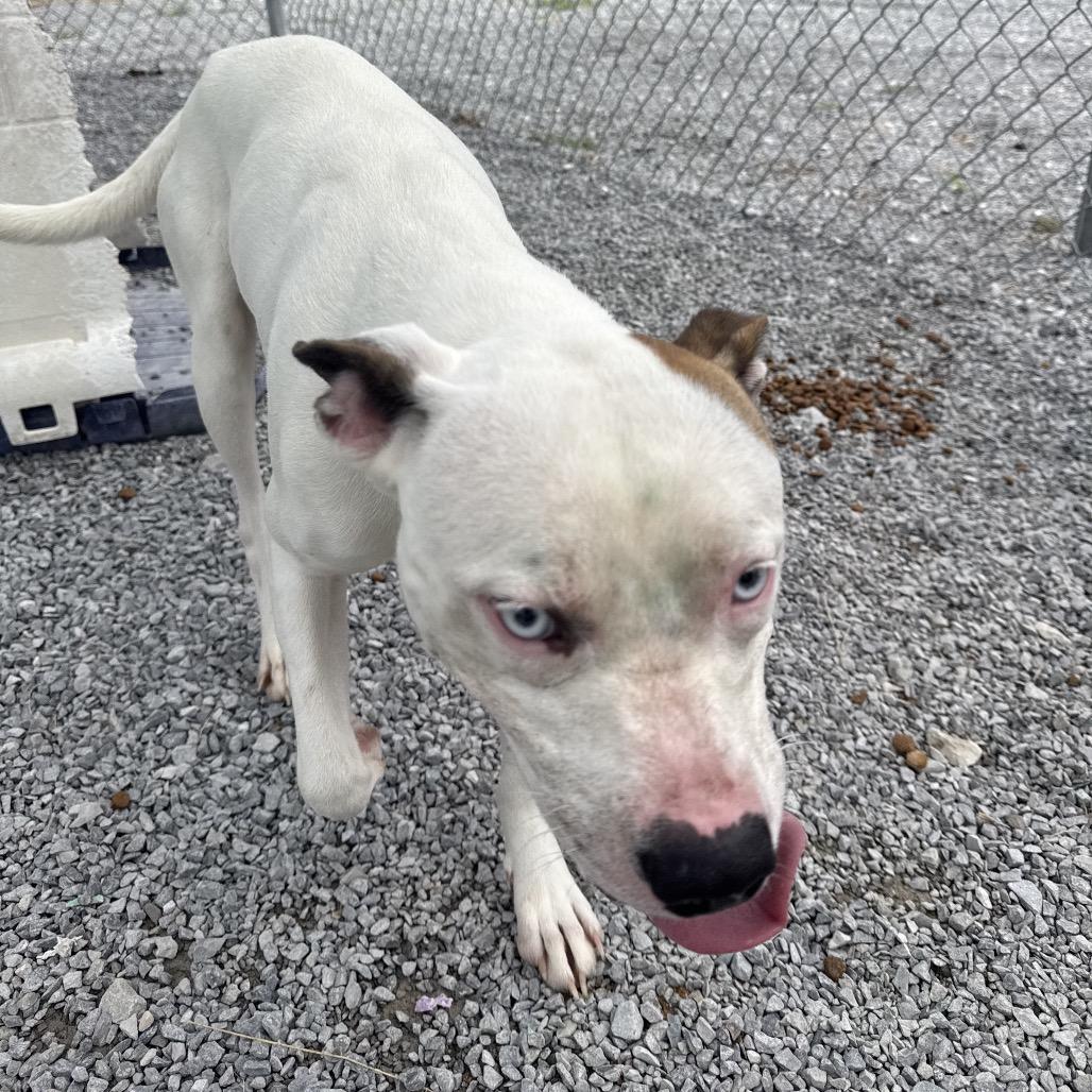 Enlarge Wookie (Ty), a Adoptable mixed breed in Morganfield, KY image 2/6