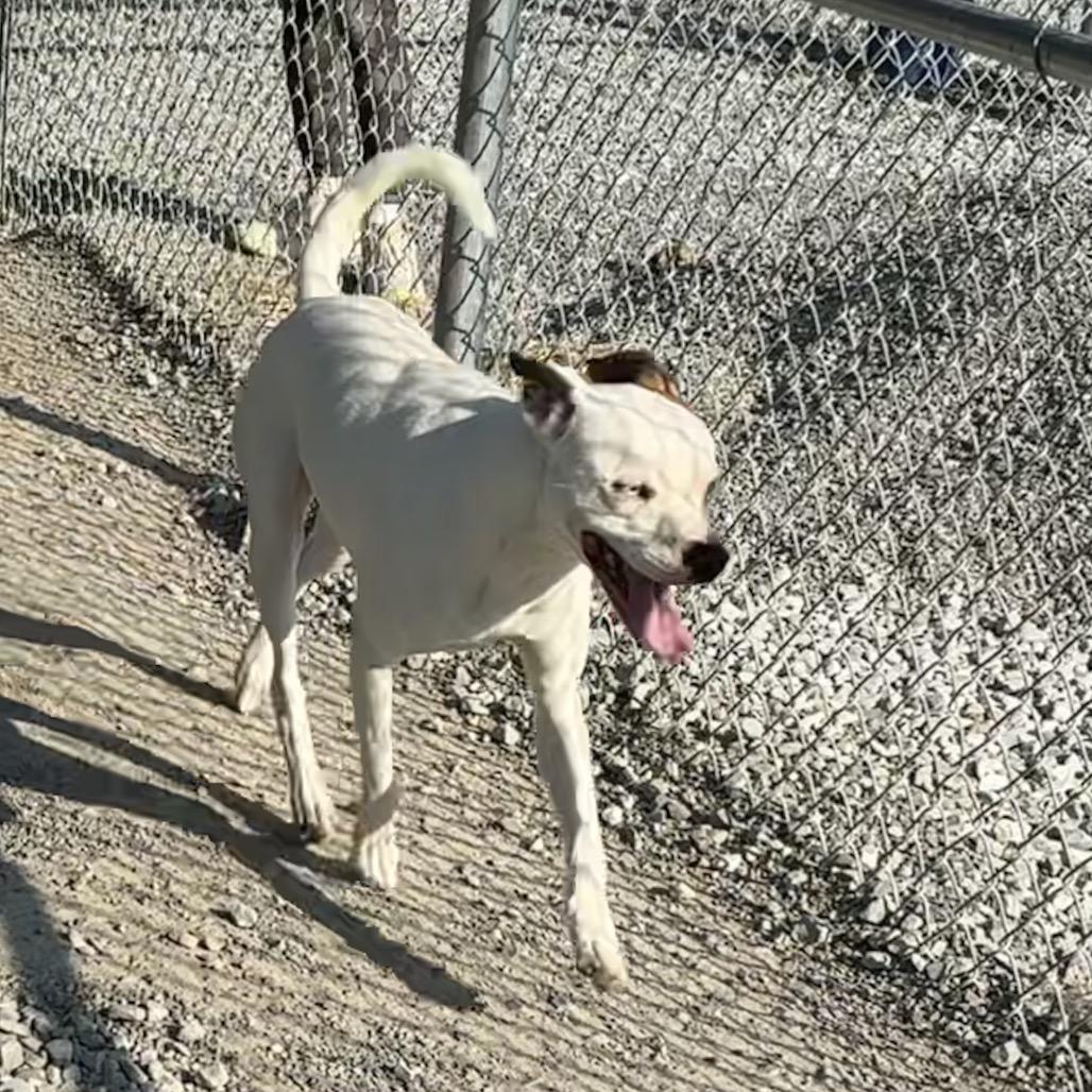 Enlarge Wookie (Ty), a Adoptable mixed breed in Morganfield, KY image 4/6