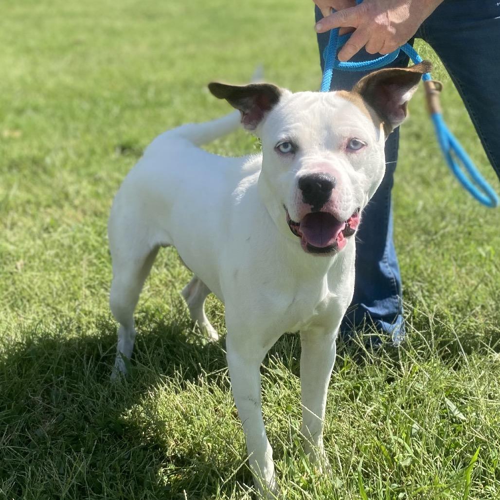 Enlarge Wookie (Ty), a Adoptable mixed breed in Morganfield, KY image 5/6
