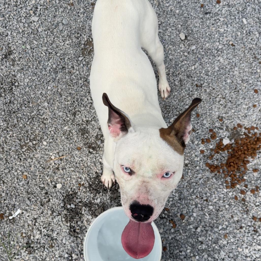 Enlarge Wookie (Ty), a Adoptable mixed breed in Morganfield, KY image 6/6