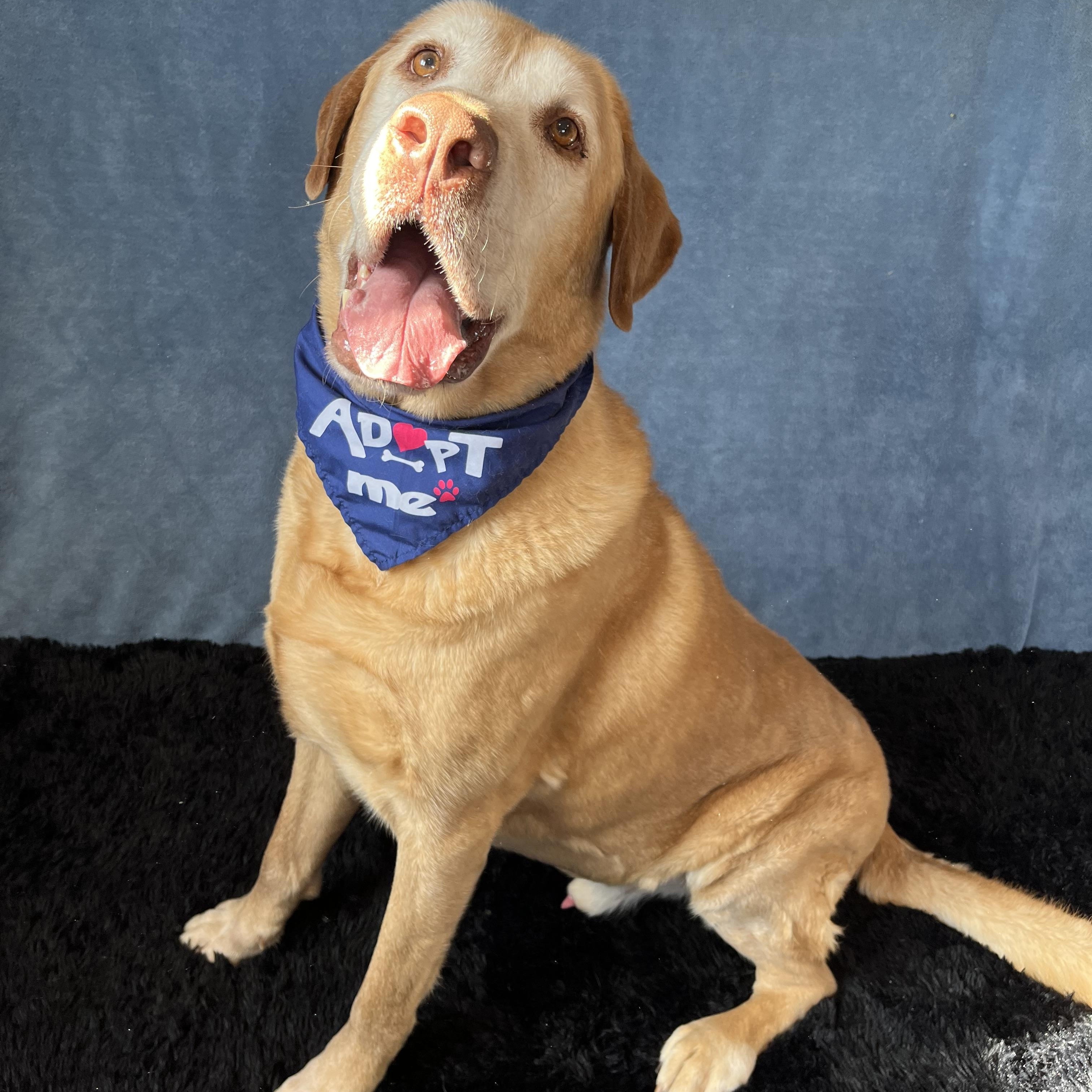 Enlarge Zeke, a Adoptable Labrador Retriever in Benld, IL image 2/3