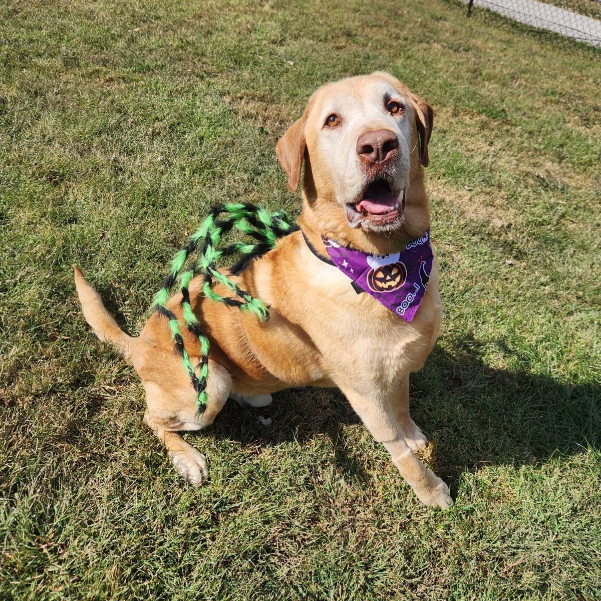 Zeke, Adoptable, Adult Male Labrador Retriever.