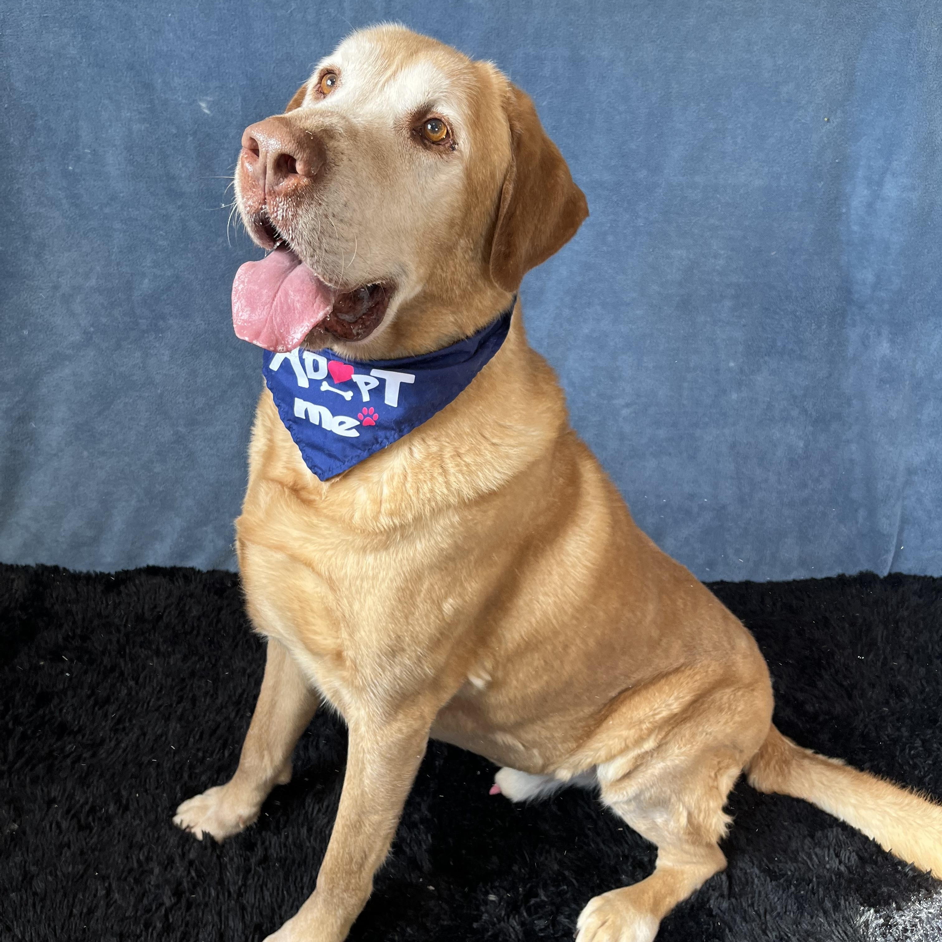 Enlarge Zeke, a Adoptable Labrador Retriever in Benld, IL image 1/3