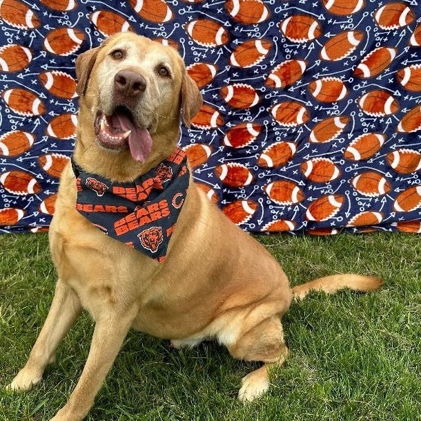 Zeke, Adoptable, Adult Male Labrador Retriever.