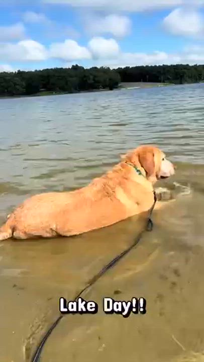 Enlarge Zeke, a Adoptable Labrador Retriever in Benld, IL video 1/4