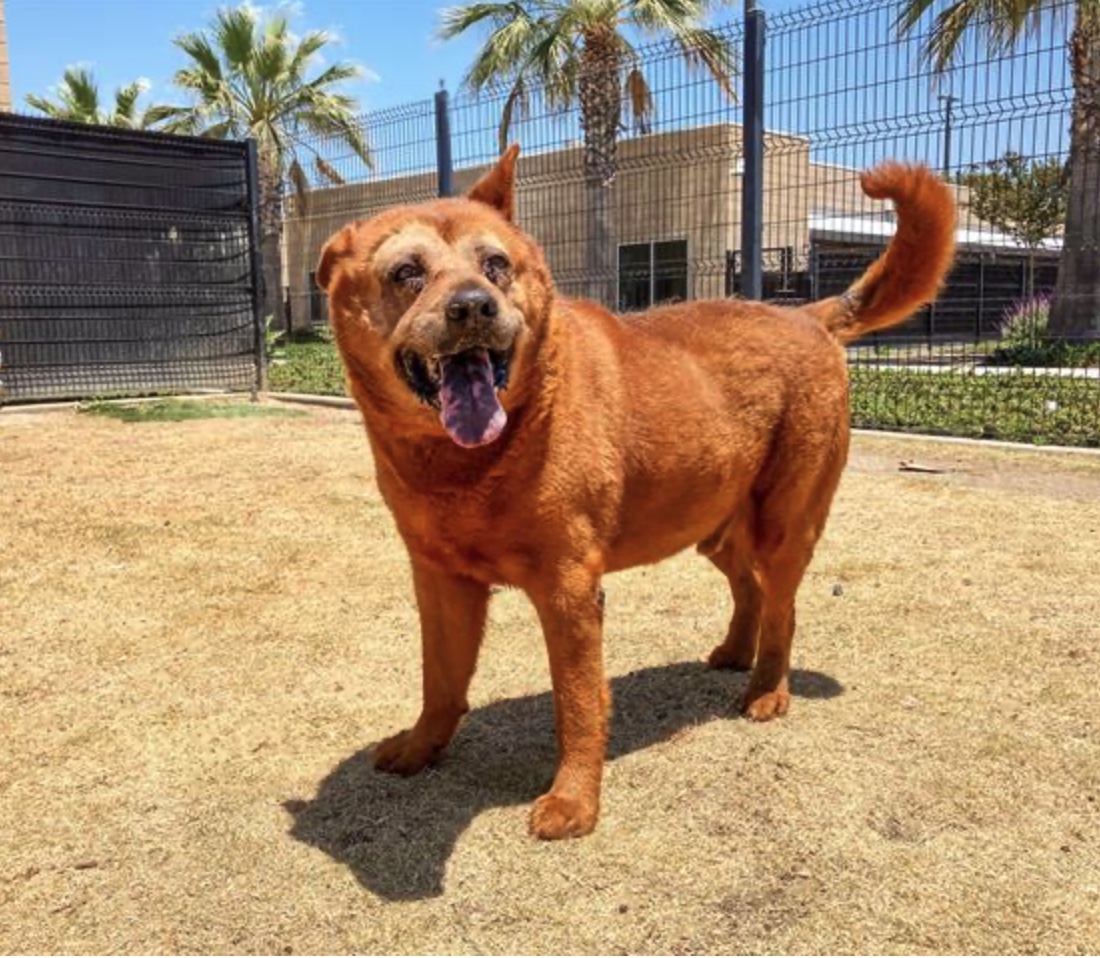 MARTY, Adult Male Chow Chow