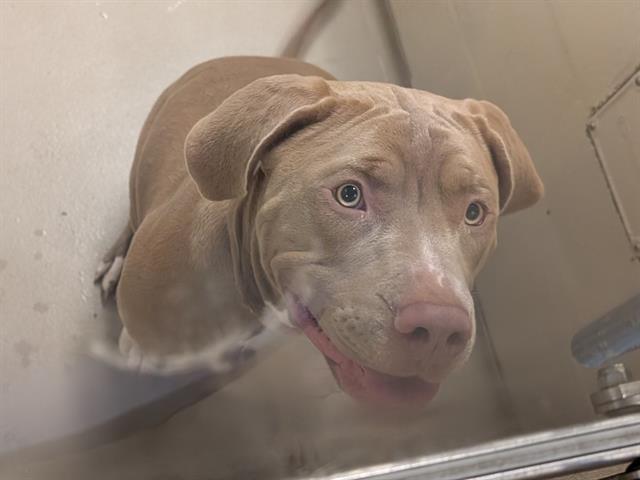 Enlarge ZEUS, a Adoptable mixed breed in Kent, WA image 1/1