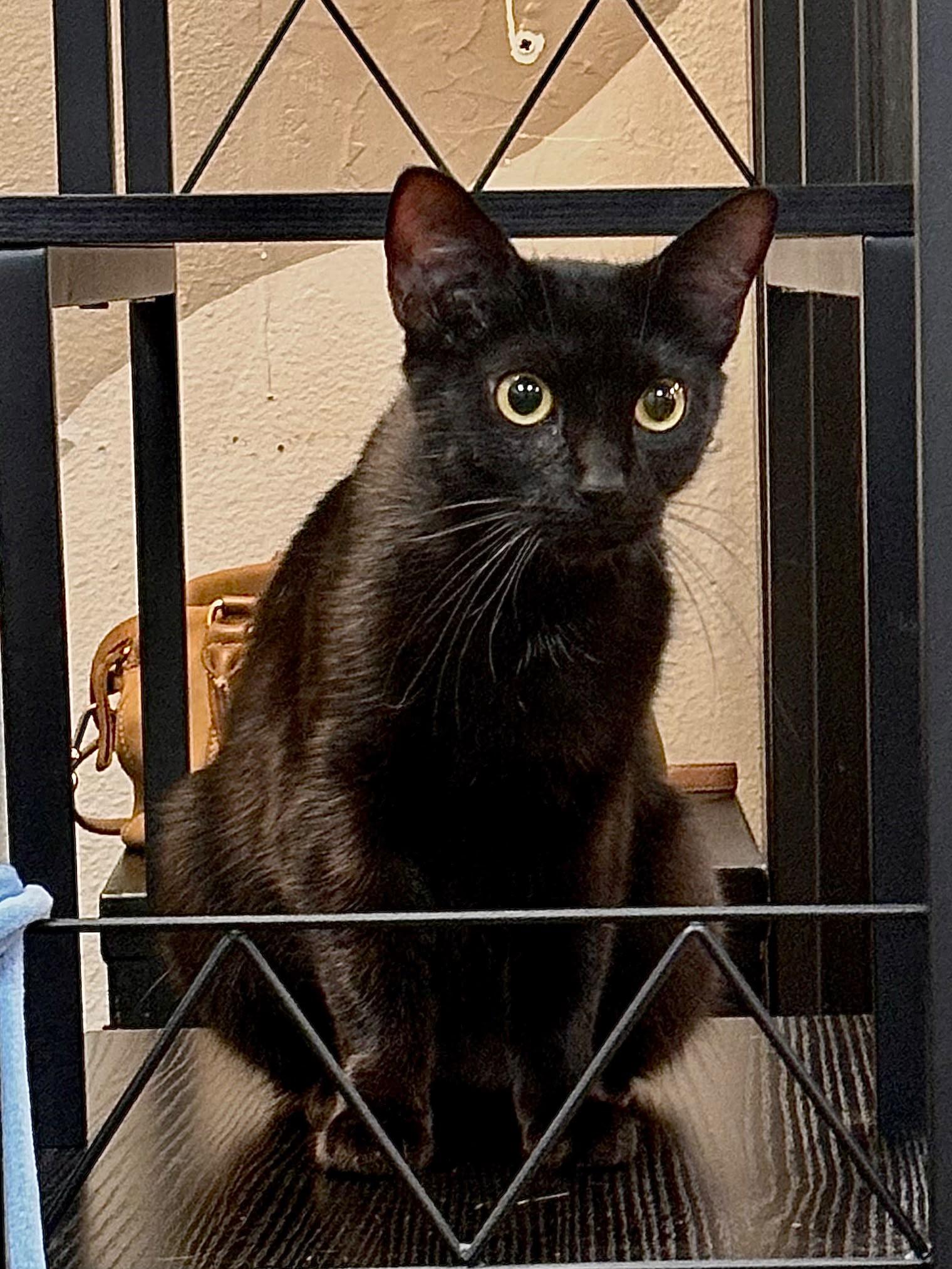 Olive, a ADOPTABLE mixed breed in Woodinville, WA image 5/6