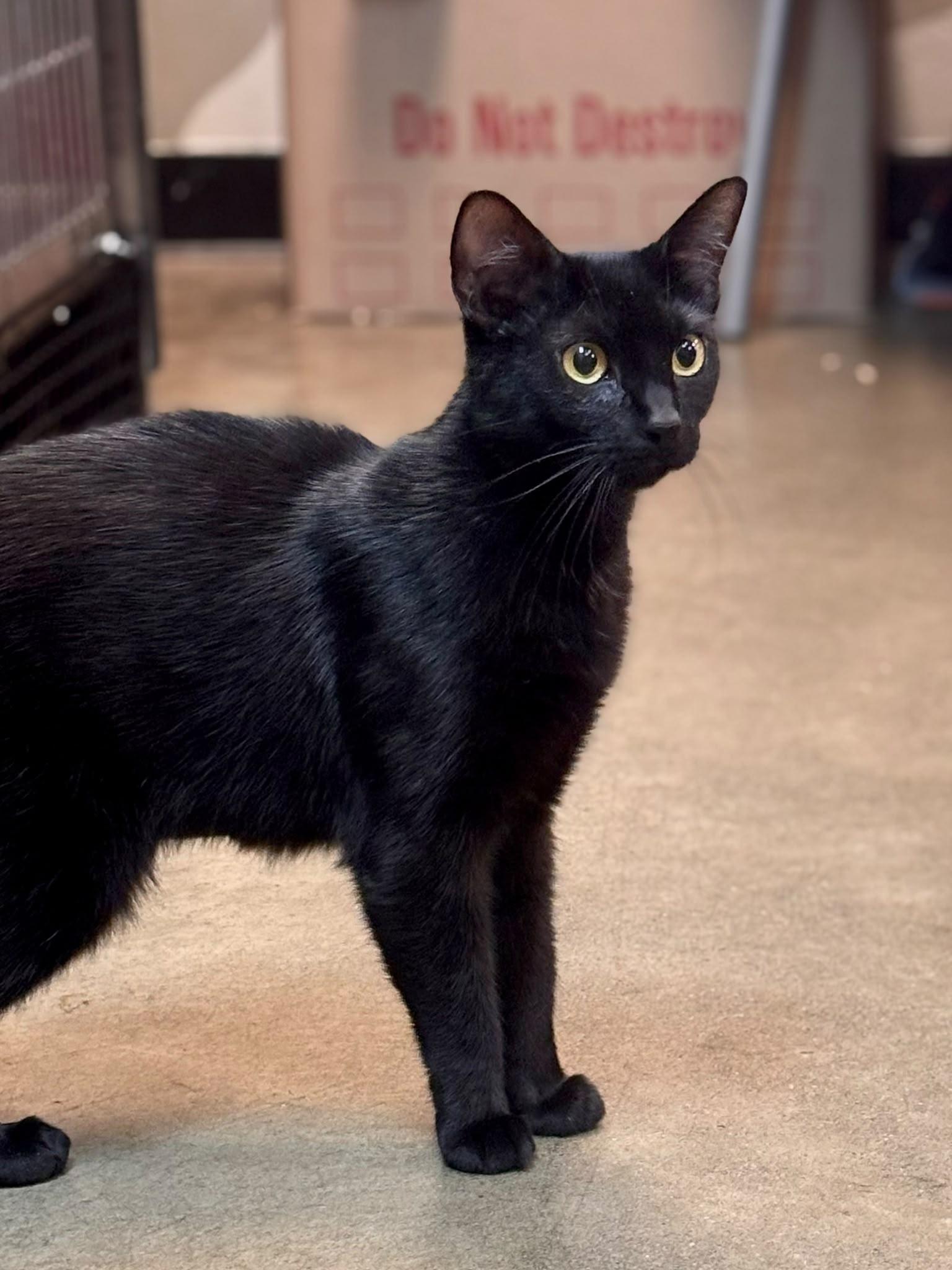 Olive, a ADOPTABLE mixed breed in Woodinville, WA image 6/6