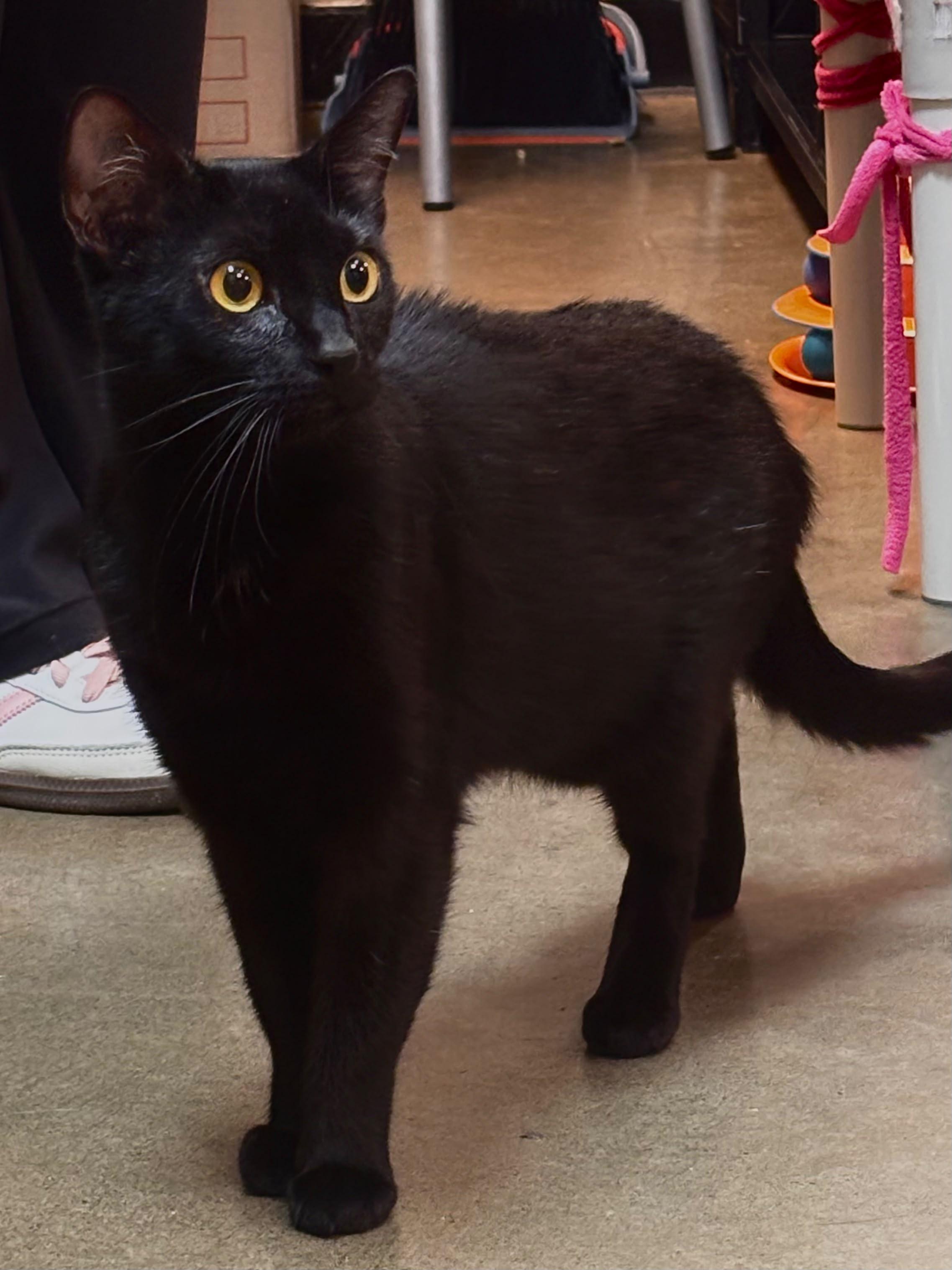 Olive, ADOPTABLE, Young Female Bombay & Domestic Short Hair.