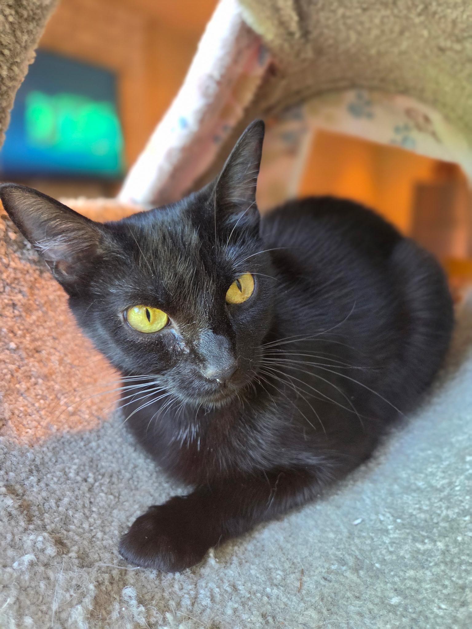 Olive, ADOPTABLE, Young Female Bombay & Domestic Short Hair.