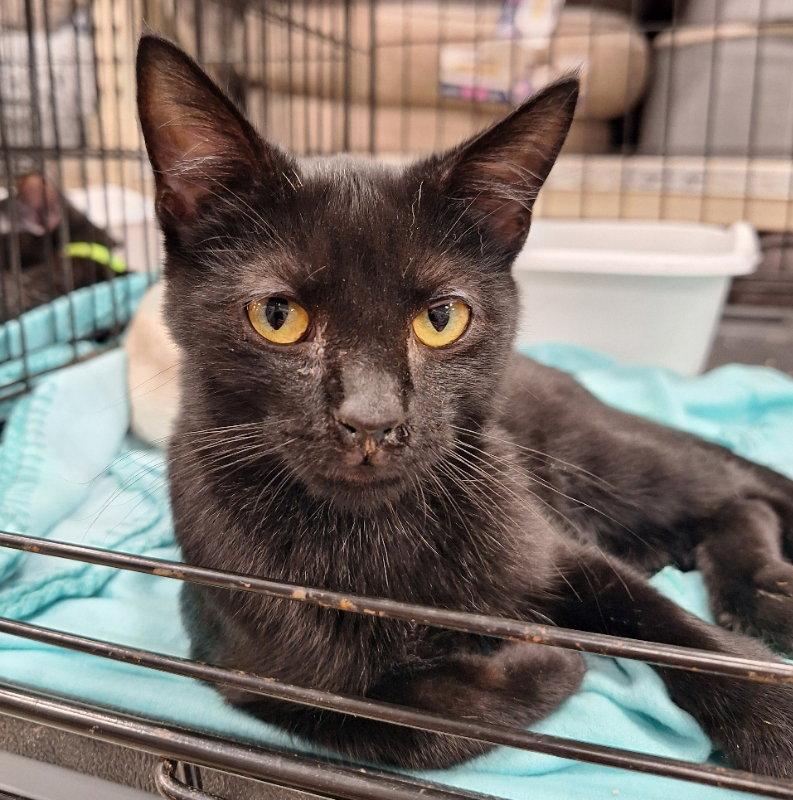 Enlarge Ciabatta, a Adoptable Domestic Short Hair in House Springs, MO image 1/1