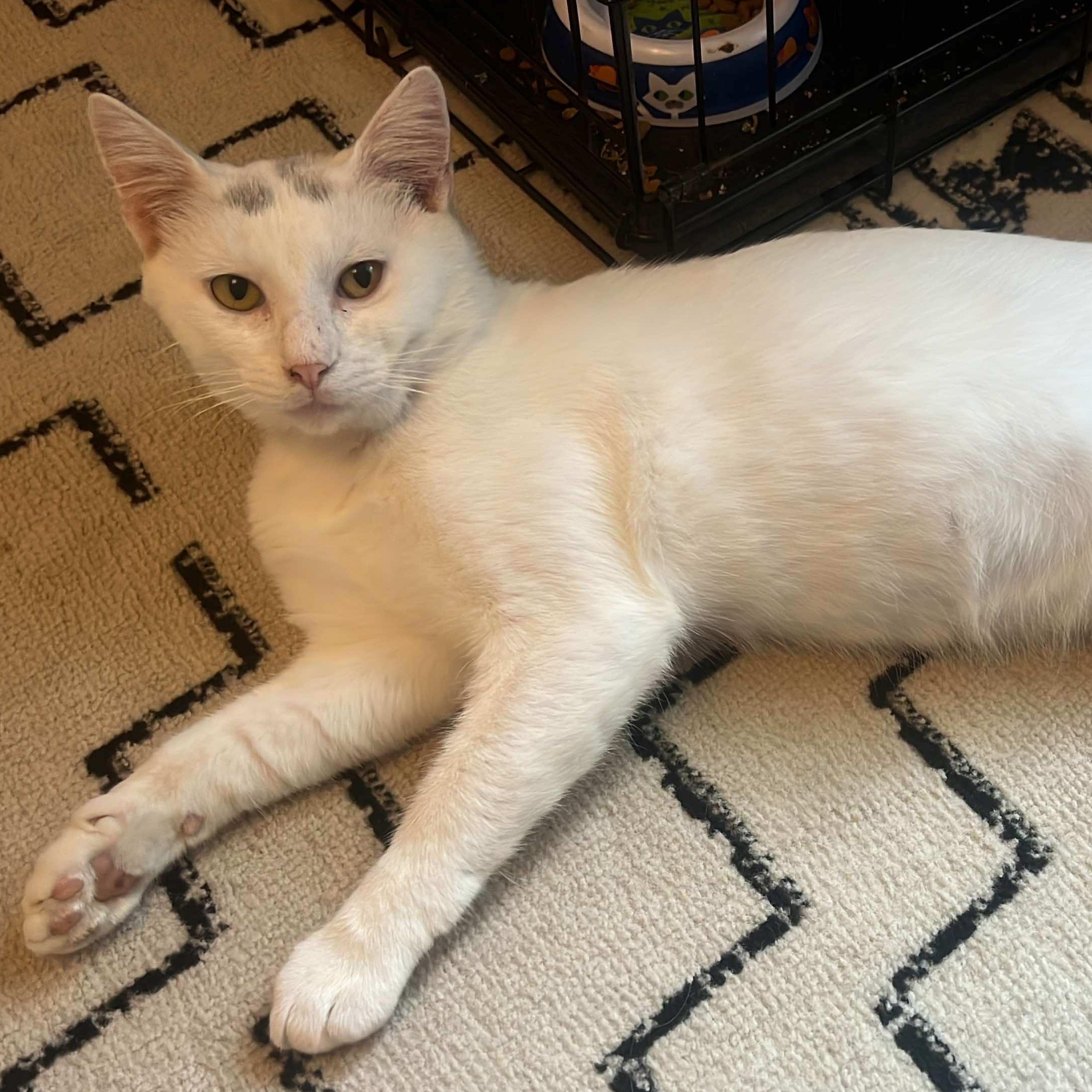 Bug, a Adoptable Domestic Short Hair in Lincoln, NE image 2/6