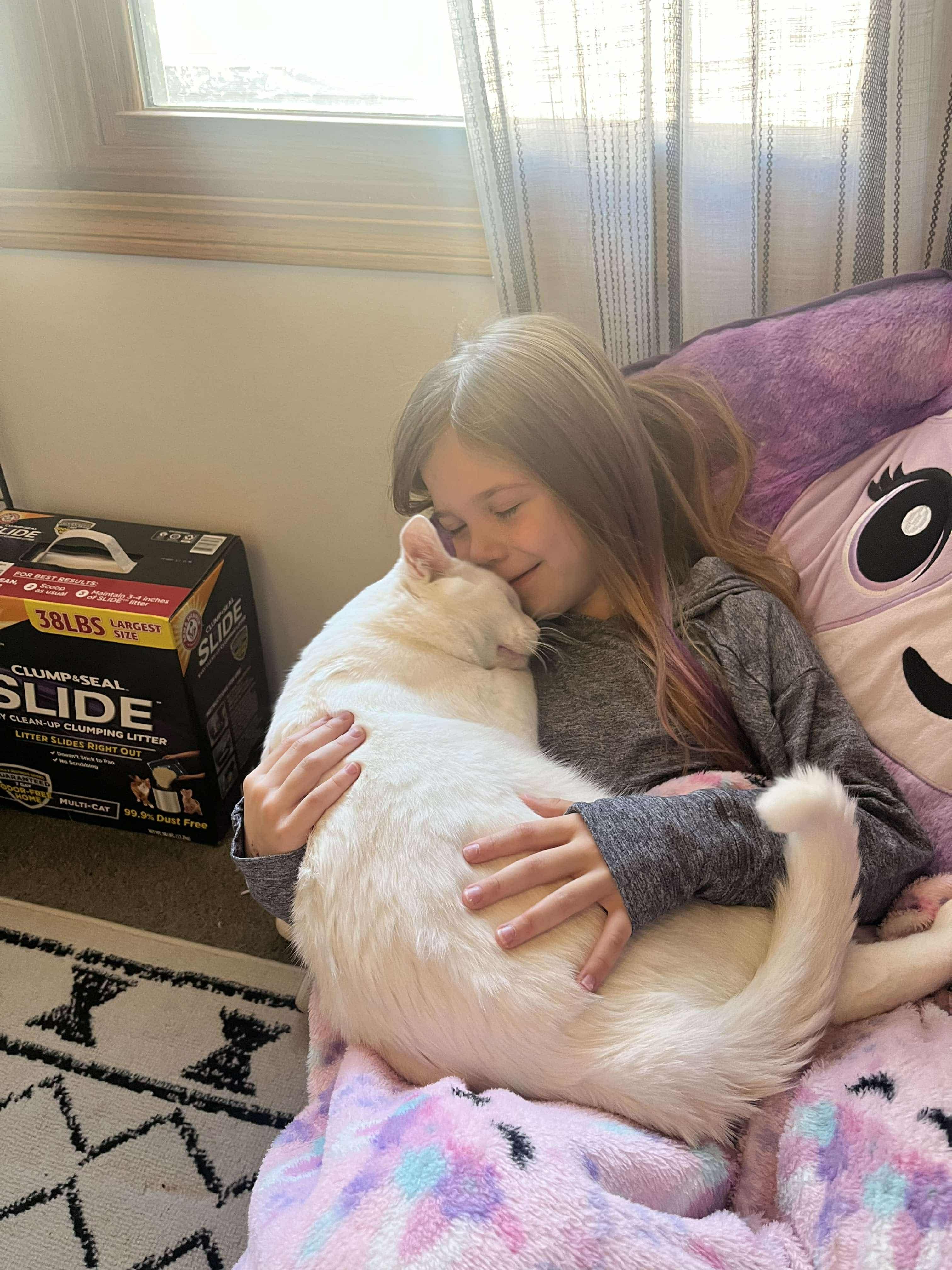 Bug, a Adoptable Domestic Short Hair in Lincoln, NE image 4/6