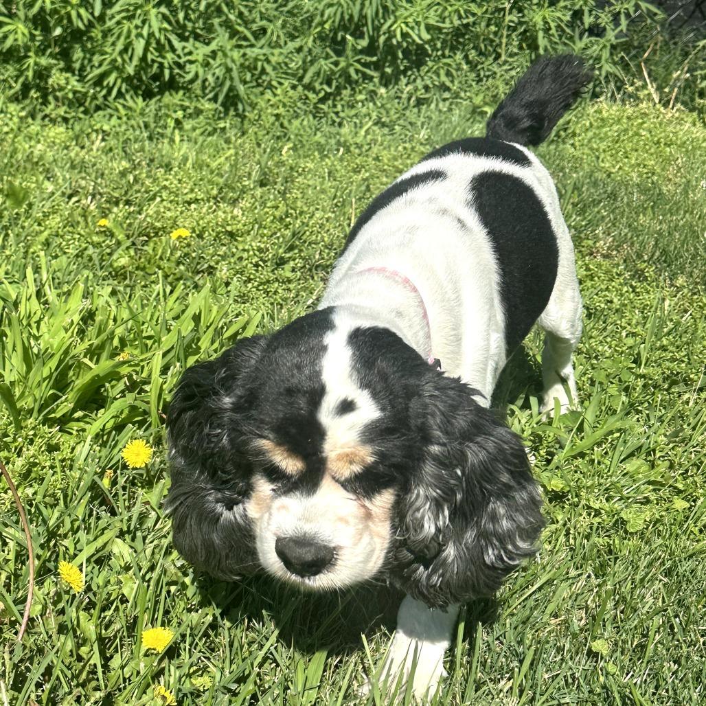 Goldie, Adoptable, Senior Female Cocker Spaniel & Cavalier King Charles Spaniel.