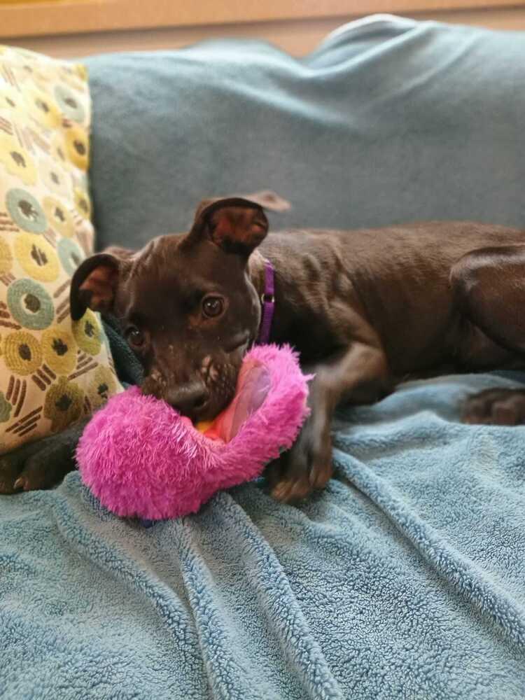 Maraschino (FOSTERED LOCALLY), Adoptable, Puppy Male Mixed Breed.
