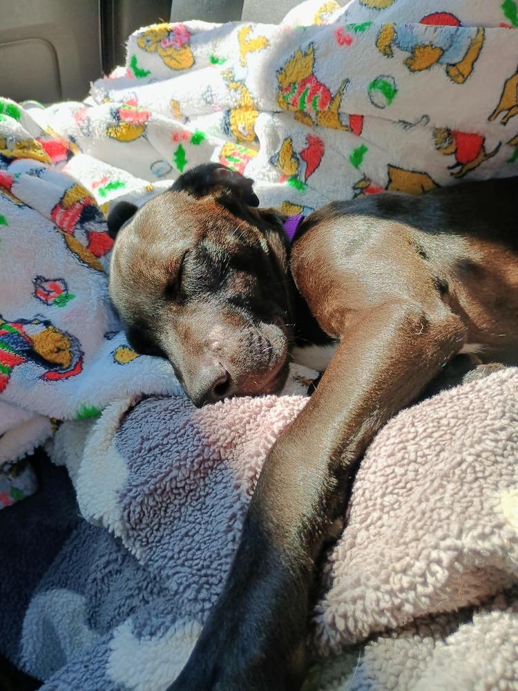 Enlarge Maraschino (FOSTERED LOCALLY), a Adoptable mixed breed in Leverett, MA image 2/6