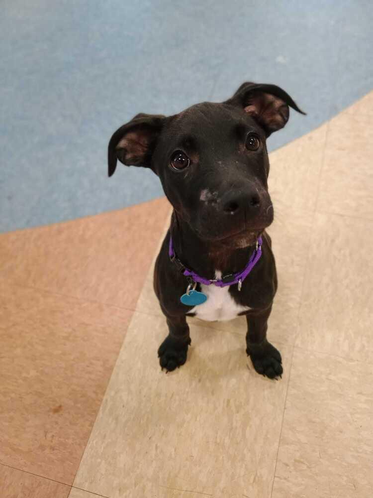 Enlarge Maraschino (FOSTERED LOCALLY), a Adoptable mixed breed in Leverett, MA image 3/6