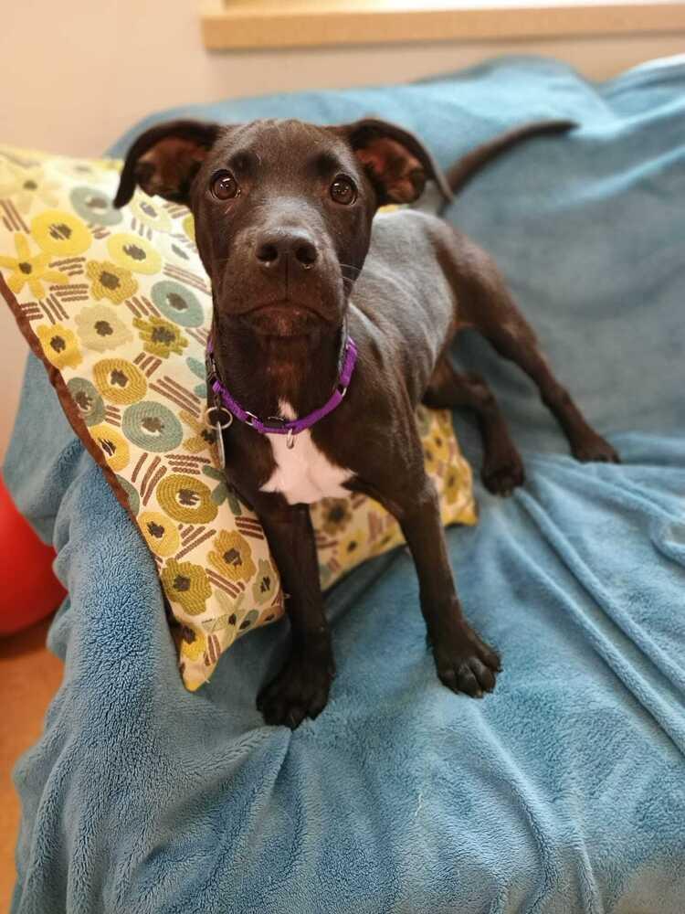 Enlarge Maraschino (FOSTERED LOCALLY), a Adoptable mixed breed in Leverett, MA image 5/6