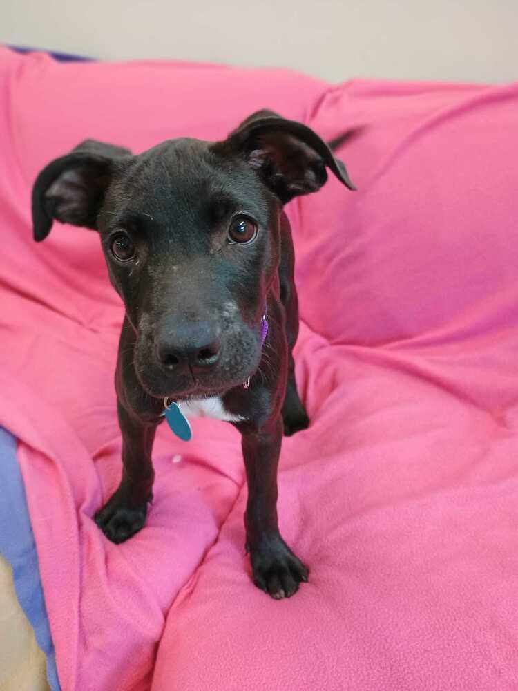Enlarge Maraschino (FOSTERED LOCALLY), a Adoptable mixed breed in Leverett, MA image 6/6