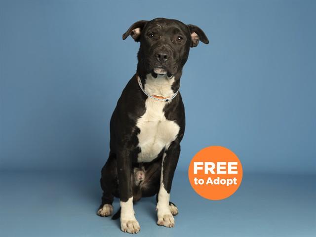 Enlarge MAC, a Adoptable mixed breed in Phoenix, AZ image 1/1