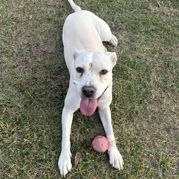 Enlarge Harley, a Adoptable mixed breed in Wilmington, NC image 5/6