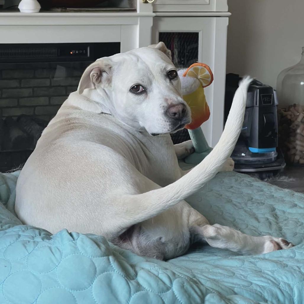 Harley, Adoptable, Young Female Terrier & Shepherd.