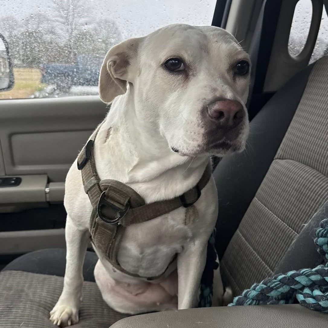 Enlarge Harley, a Adoptable mixed breed in Wilmington, NC image 4/6