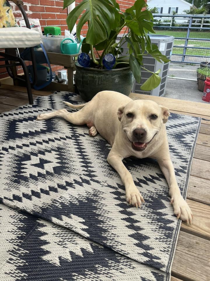 Enlarge Harley, a Adoptable mixed breed in Wilmington, NC image 3/6